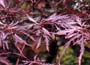 Acer palmatum var. dissectum Inaba-shidare