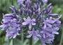 Agapanthus africanus