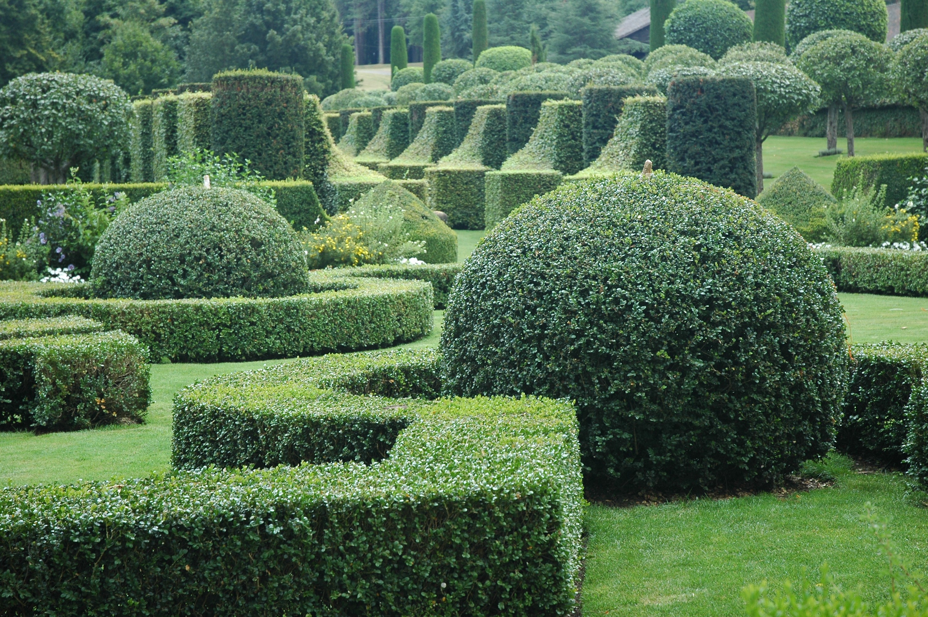 L'art topiaire ou comment sculpter ses arbres