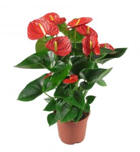 anthurium-red-winner