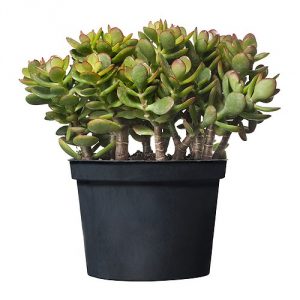 Crassula 