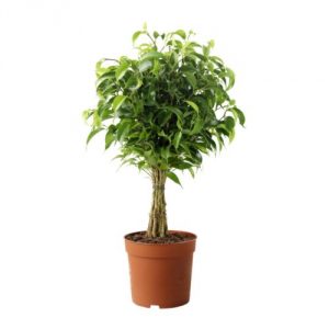 ficus benjamina