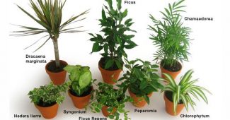 Plantes depolluantes