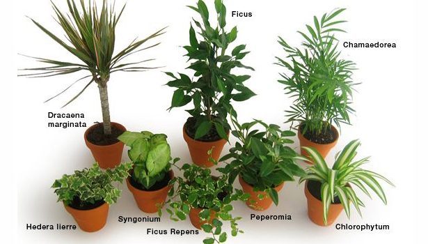 Plantes depolluantes