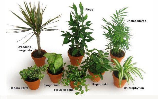 Plantes depolluantes