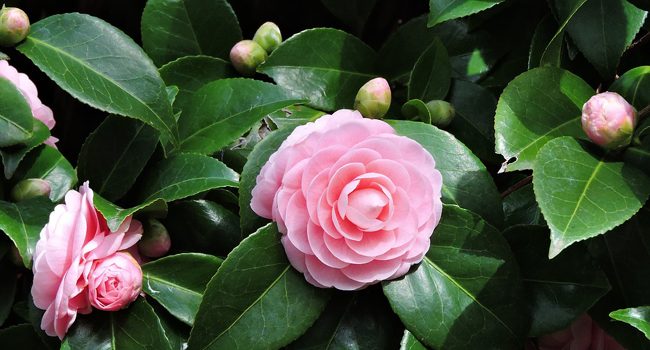 Taille des camelias