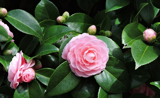 Taille des camelias