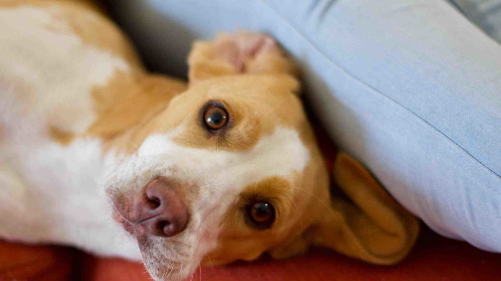 Comment adopter un chien dans un refuge ?