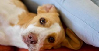 Comment adopter un chien dans un refuge ?