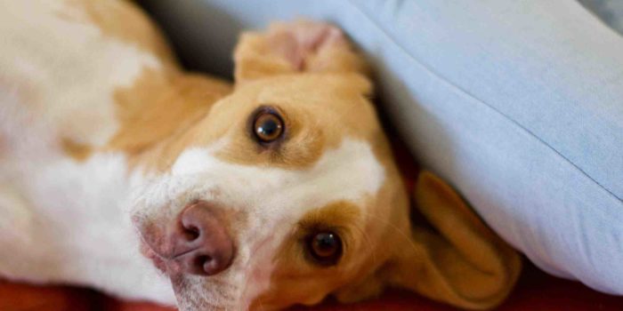Comment adopter un chien dans un refuge ?