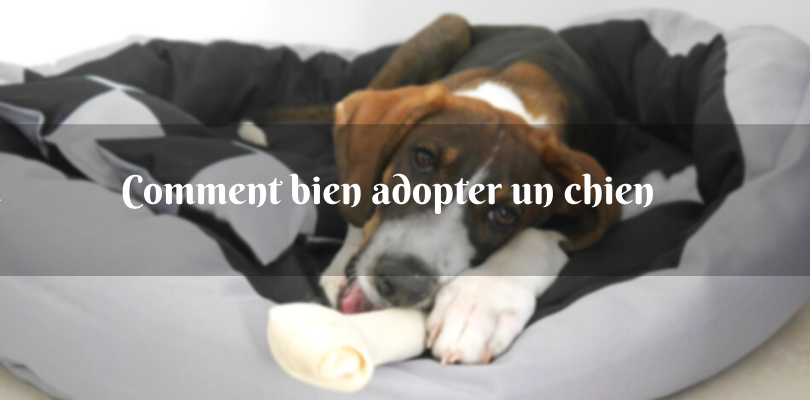 Comment choisir son chien dans un refuge ?