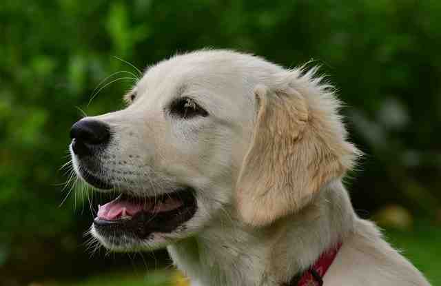 Comment faire les premiers jours avec un chiot ?