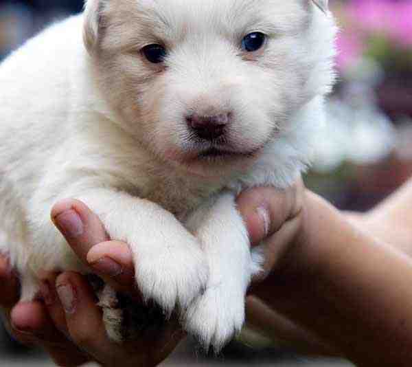 Comment trouver des dons de chiots ?