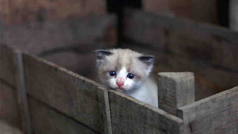 Comment trouver un chaton à donner ?