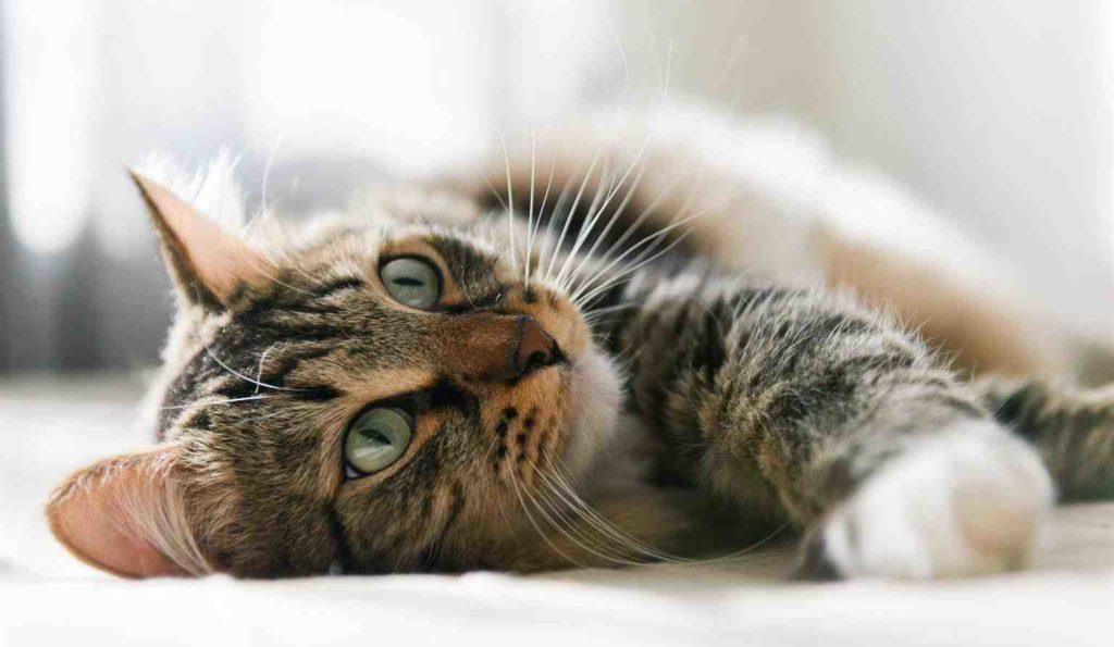 Comment trouver un chaton à donner ?