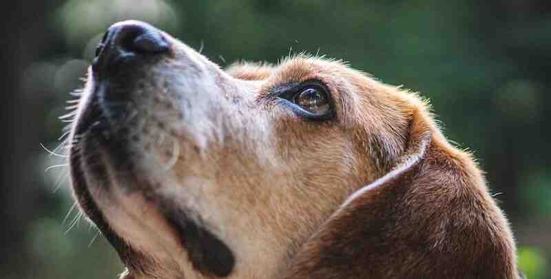 Comment trouver un petit chien ?