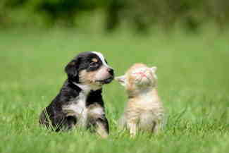 Comment vendre des chiots en tant que particulier ?