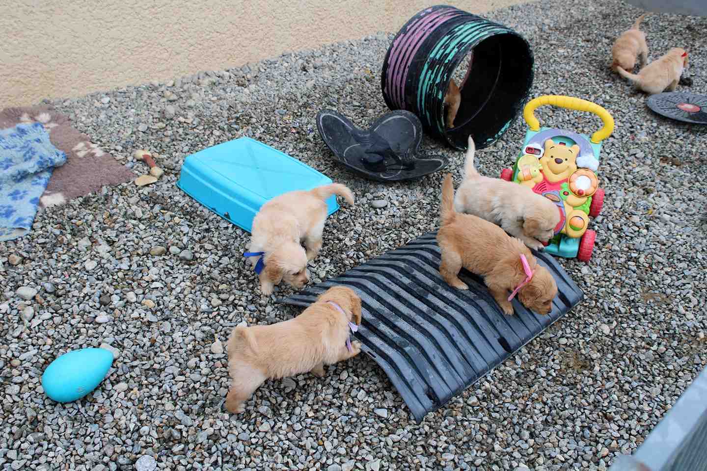 Comment vendre une portée de chiots non LOF ?