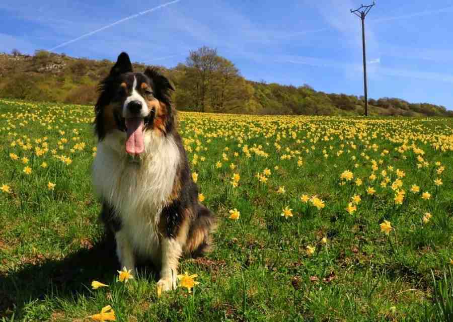 Où Puis-je emmener mon chien ?