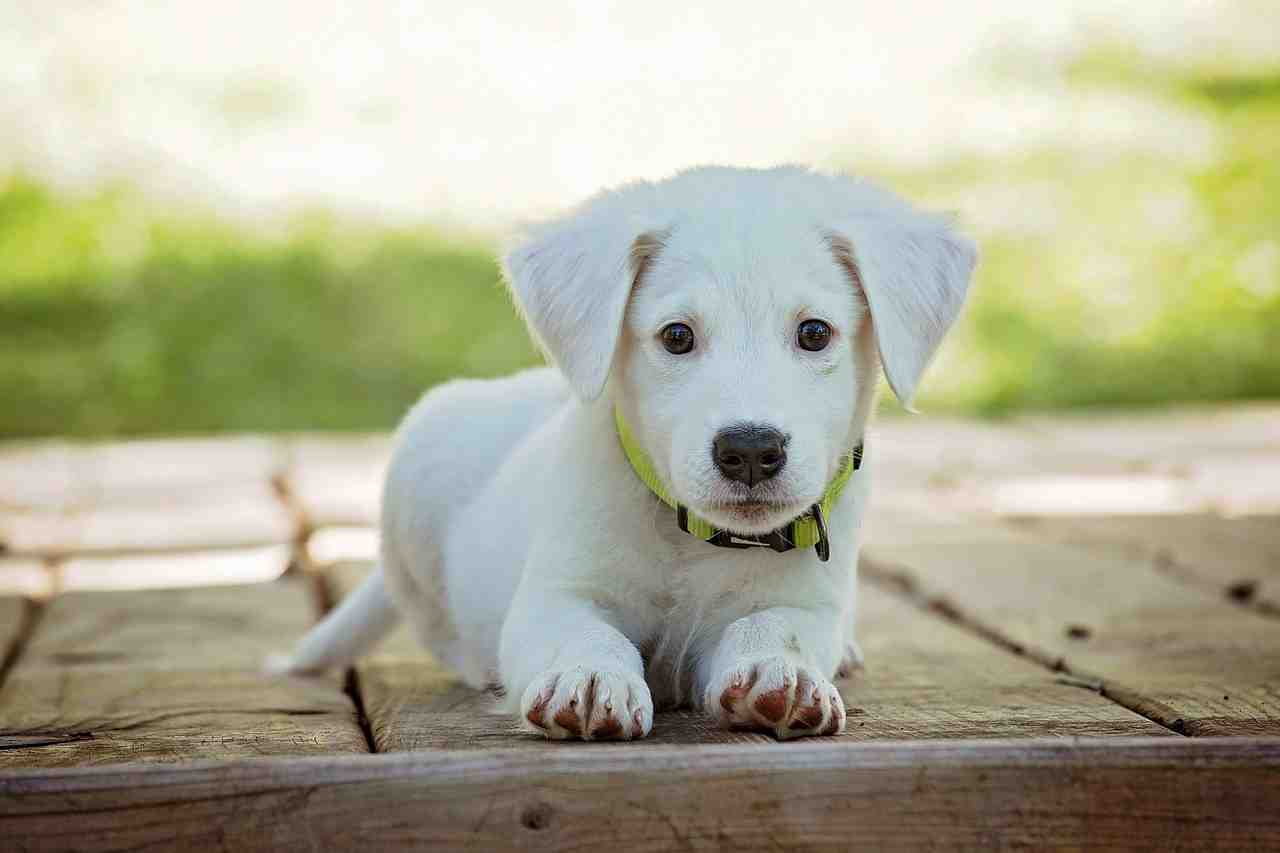 Où acheter un animal de compagnie ?