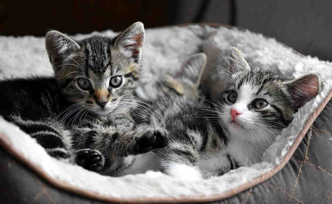 Où acheter un chaton ?