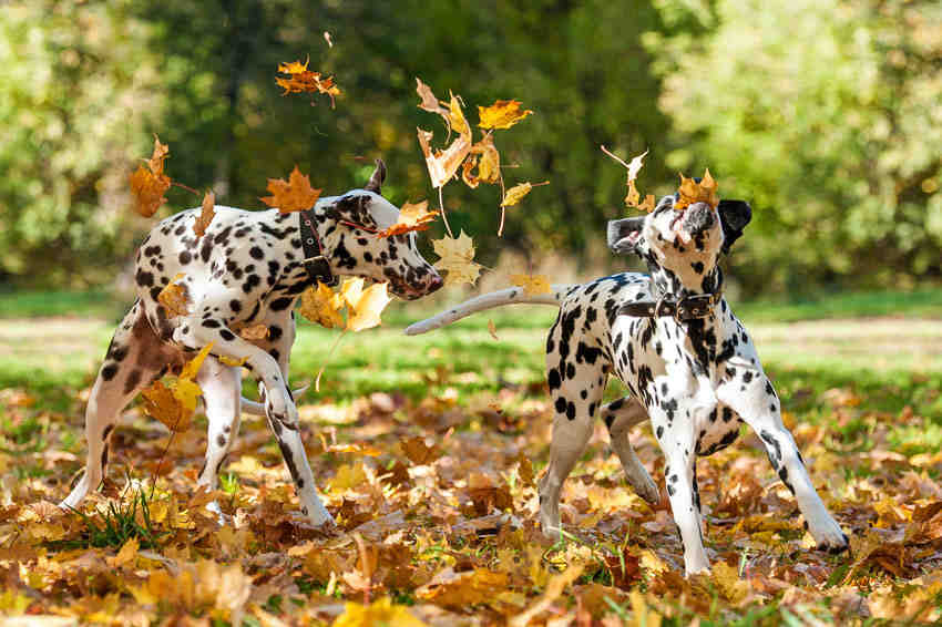 Où avoir un chien gratuit ?