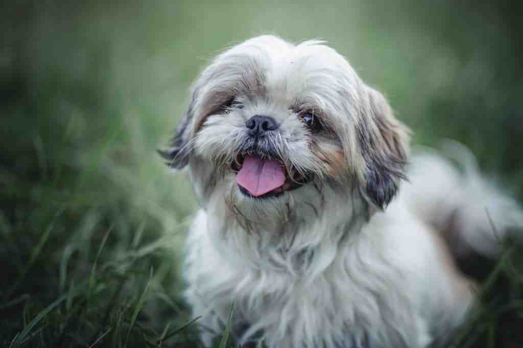 Où peut T-ON adopter un chien ?