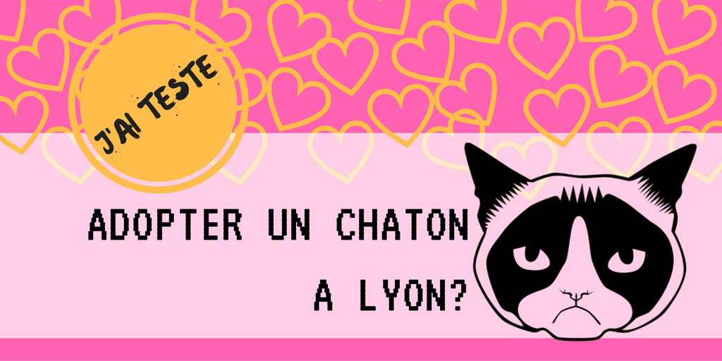 Où se procurer un chaton ?