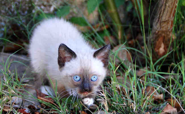 Où trouver un chaton gratuitement ?