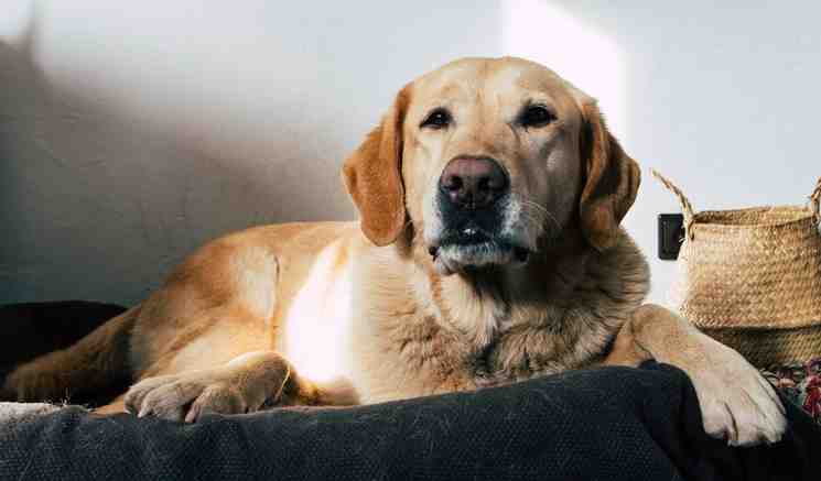 Pourquoi le Boerboel est interdit en France ?