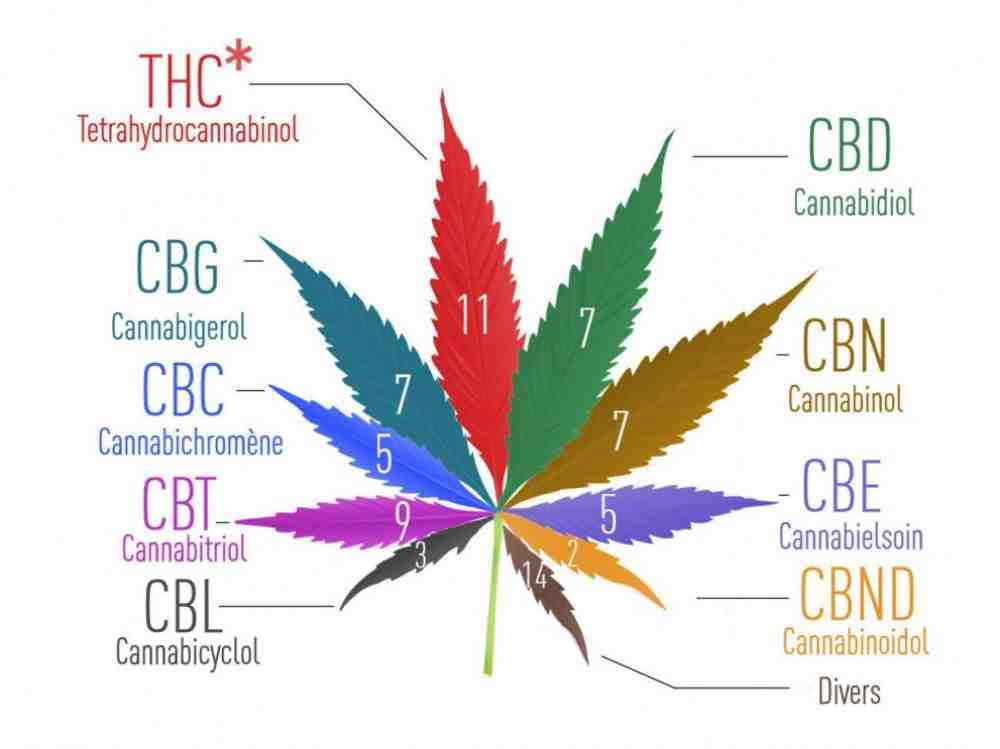 Pourquoi le CBD est légal ?