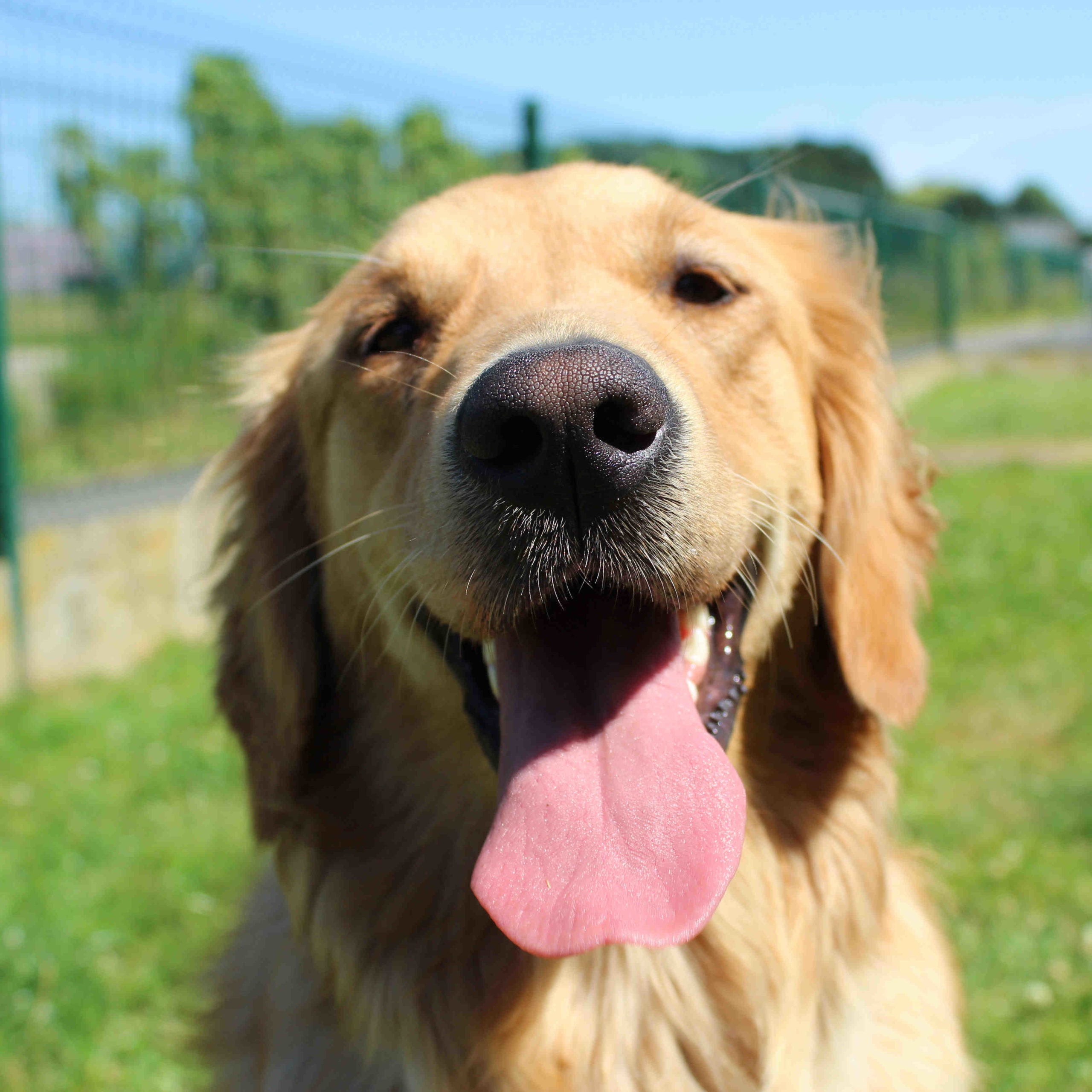 Quel chien à partir de 60 ans ?