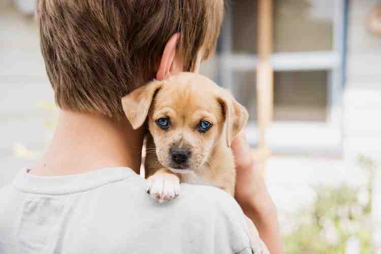 Quel chien est compatible avec un Jack Russel ?