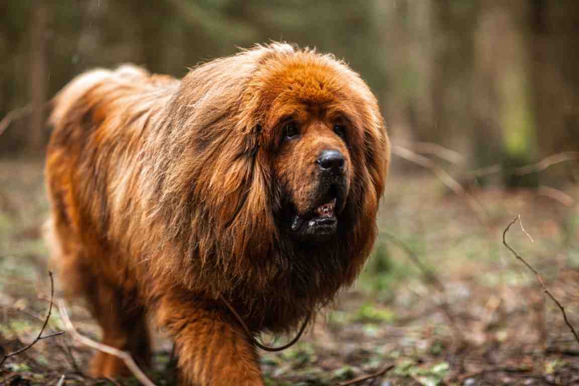 Quel chien est dangereux ?