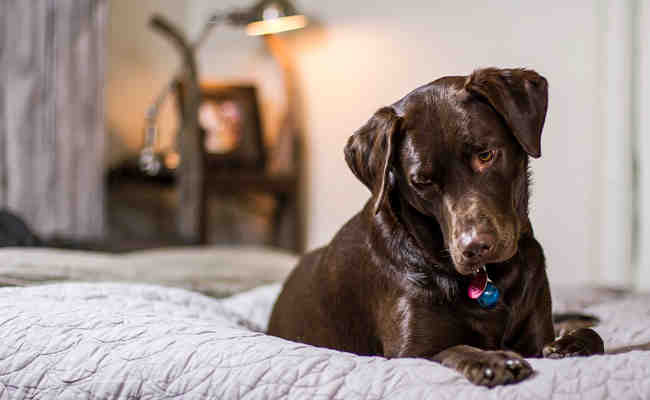 Quel chien est dangereux ?