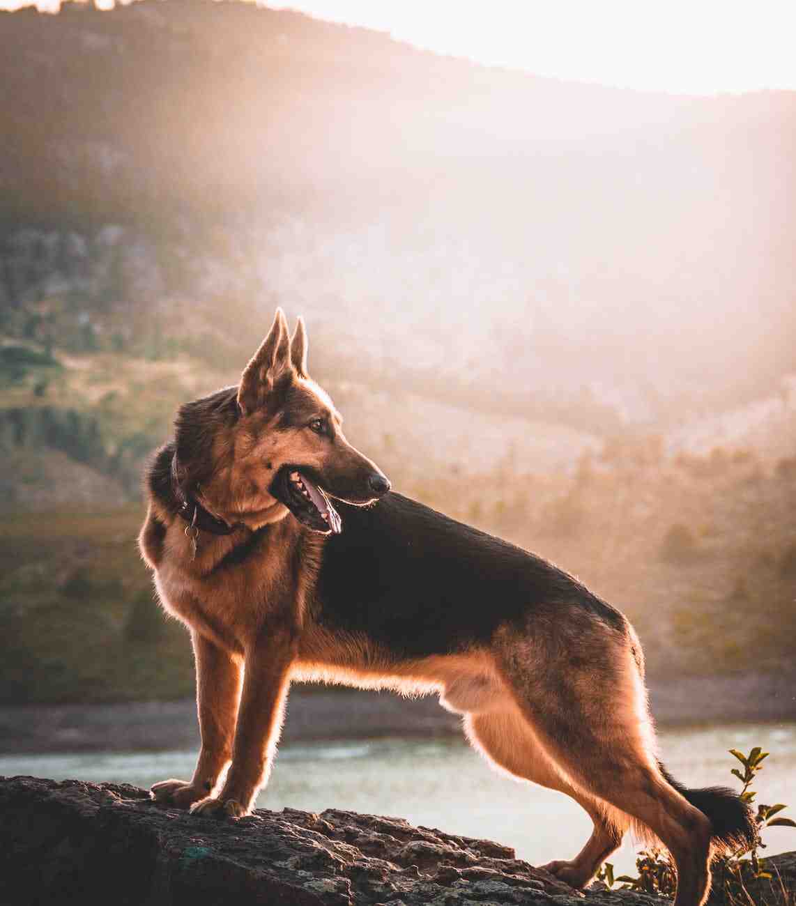 Quel chien mort le plus fort ?