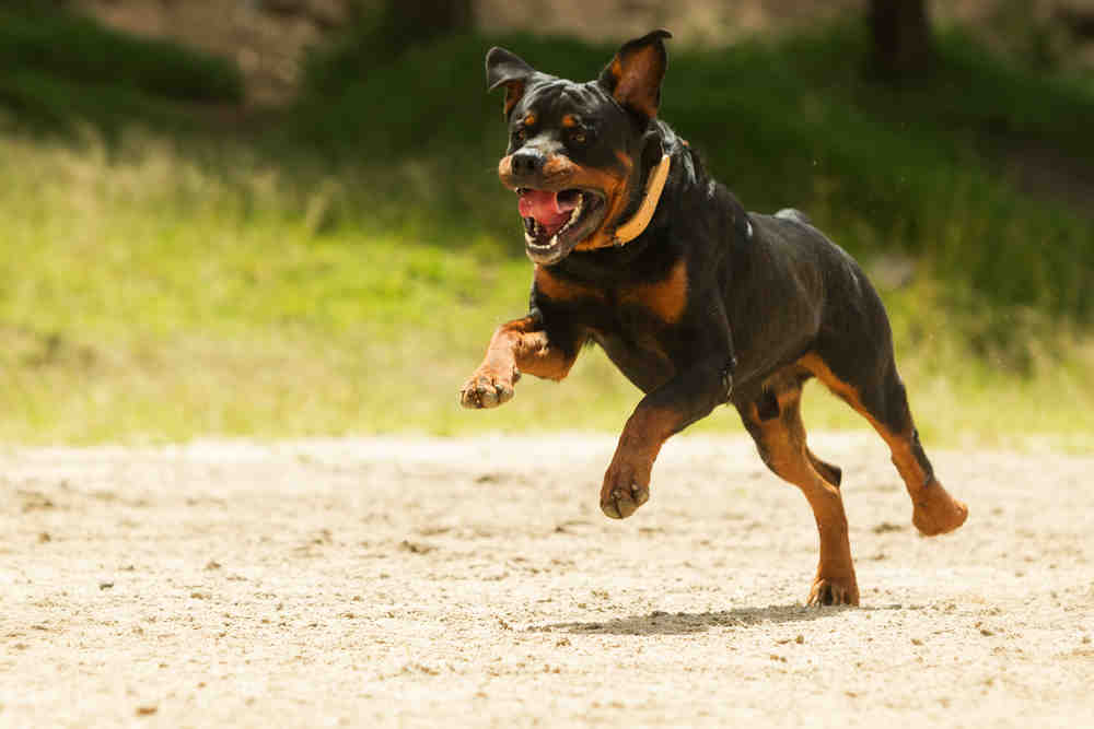 Quel chien peut tuer un lion ?