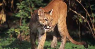 Quel chien peut tuer un lion ?