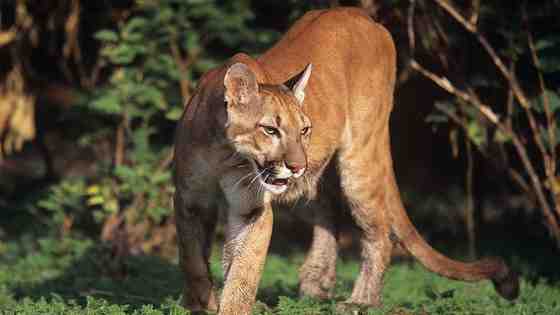 Quel chien peut tuer un lion ?