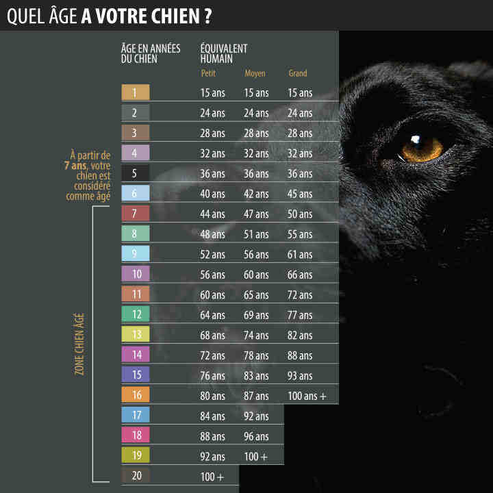 Quel chien pour un retraité actif ?