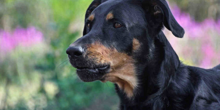 Quel chien prendre à 50 ans ?