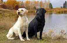 Quel chien prendre pour la première fois ?