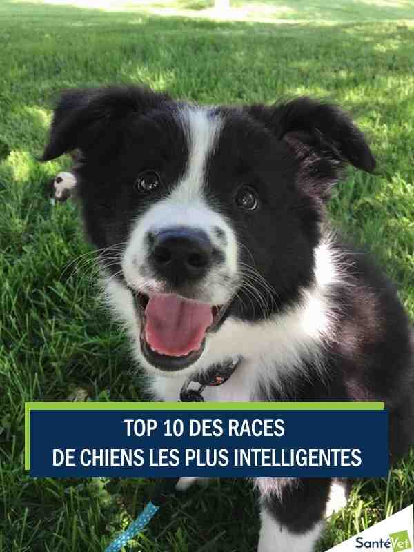 Quel est le chien le plus affectueux ?