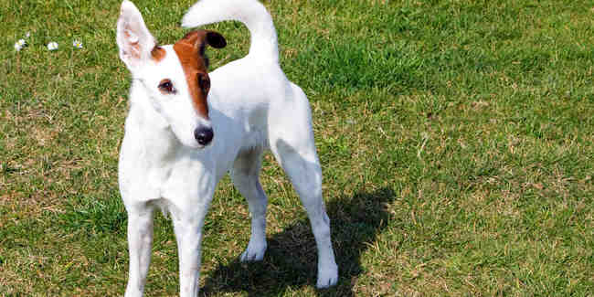 Quel est le chien le plus beau du monde ?