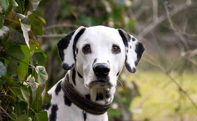 Quel est le chien le plus calin ?