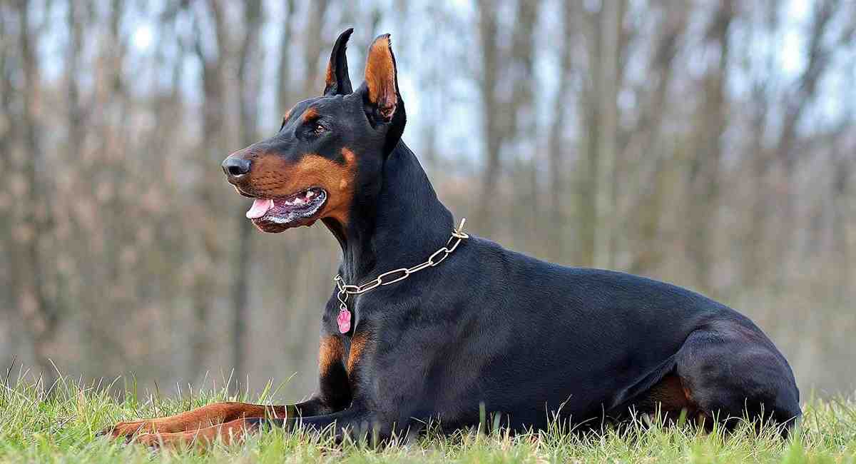 Quel est le chien le plus calme ?