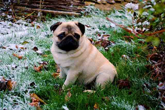 Quel est le chien le plus calme ?