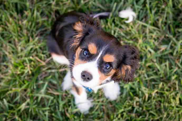 Quel est le chien le plus calme et affectueux ?