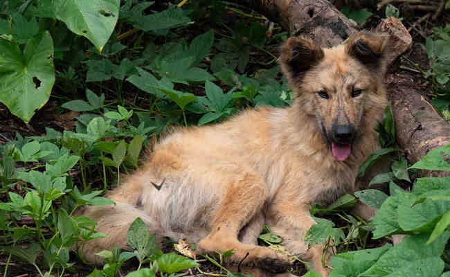 Quel est le chien le plus dangereux avec les enfants ?