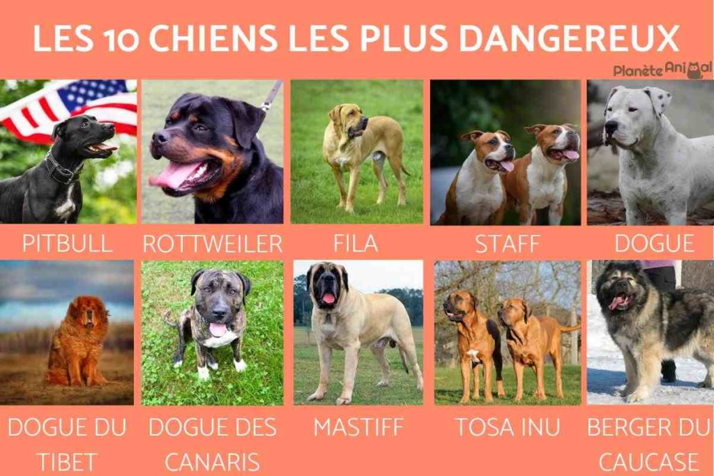 Quel est le chien le plus dangereux du monde ?